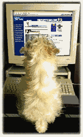 computer with dog